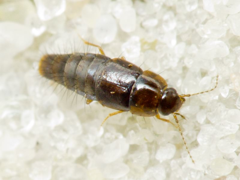 Habrocerus capillaricornis (Gravenhorst, 1806)